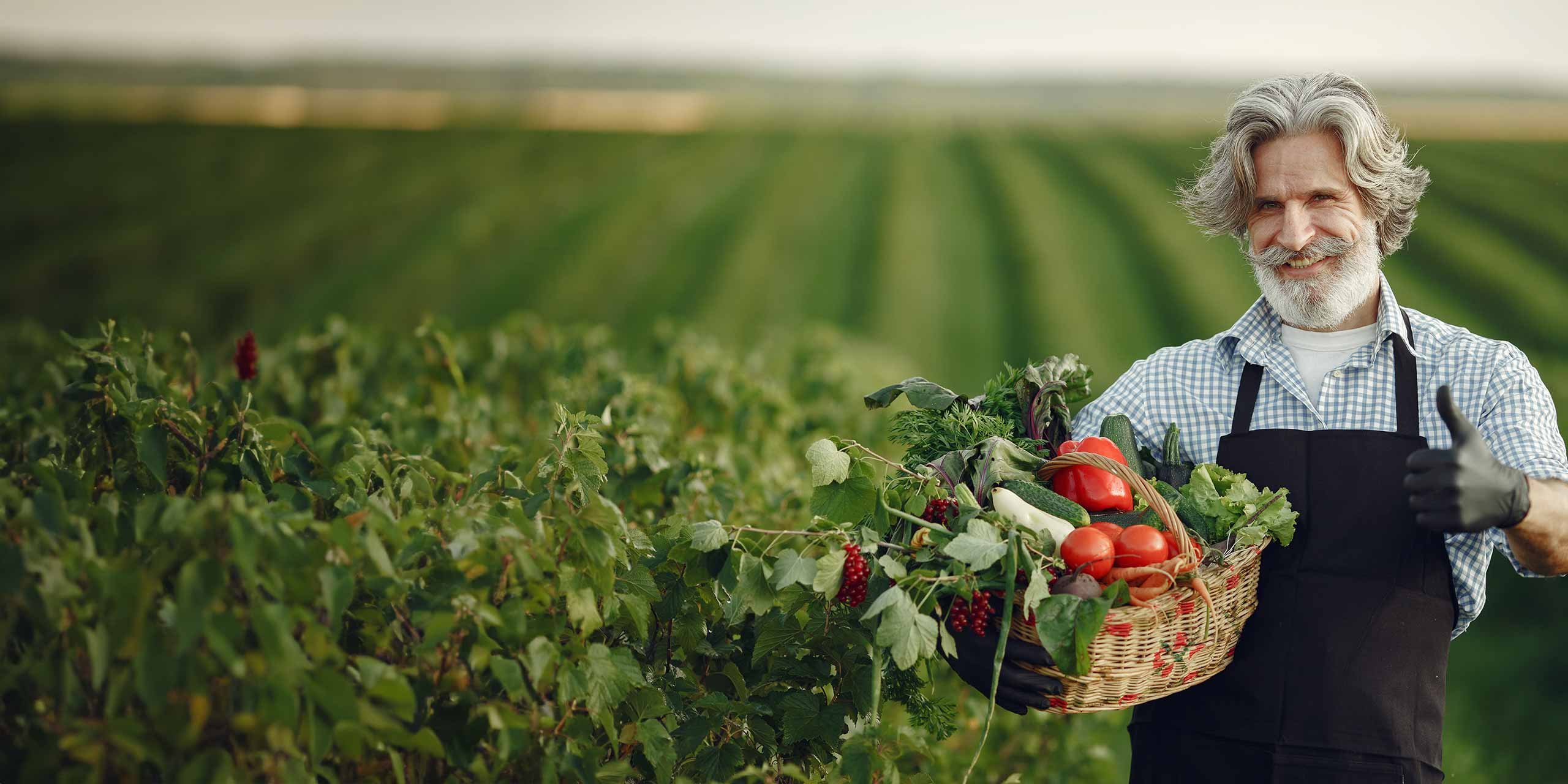 DR. FeelGuad, ein Psychologe, steht in einem Tomatenfeld mit einem Korb voller gesunder Früchte